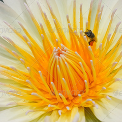 在线DDOS攻击平台